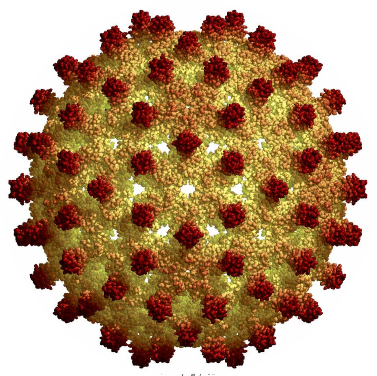 Tratamiento HepB virus