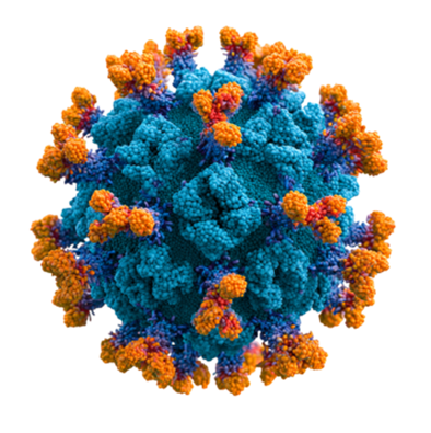Hepatitis Virales virus